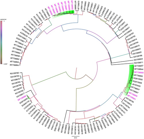 Figure 1. Bayesian phylogenetic inference of evolutionary relationships amongst 12 PiCV full genome sequences isolated in this study from feral pigeon (C. livia) in Australia with 107 other selected PiCV genome sequences available in GenBank. A maximum clade credibility tree automatically rooted using an uncorrelated relaxed lognormal clock model in Beast v1.8.3, and FigTreev1.4.2 was used to generate the consensus tree. Labels at branch tips refer to GenBank accession number. Clade posterior probability values are highlighted by colours. Background shading clade and pink taxa highlight the PiCV genome sequences isolated from feral pigeons geographically located in Australia (colour online only).