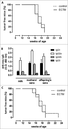 Figure 3. The presence of anti-neu antibodies and functional FcγRI/III are required to delay mammary carcinogenesis in neu+ offspring. (A) Tumor incidence of mammary carcinomas in neu+ offspring of BKO control (dotted black line; n = 7) and ECTM (continuous black line; n = 6) mothers. Data are representative of 2 independent experiments. (B) Characterization of IgG subclasses of anti-neu antibodies in the sera and in the milk of ECTM mothers and in the sera of their 3- to 4-week-old offspring. (C) Tumor incidence of mammary carcinomas in neu+ offspring of FcγKO control (dotted black line; n = 7) and ECTM (continuous black line; n = 5) mothers. Data are representative of 2 independent experiments.