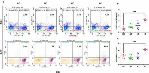 Figure 5. HAH significantly increases the percentage of infiltrating CD4+ IFN-γ+ cells and CD4+ IL-17+ cells in the DSS induces colitis groups compared to other tested groups, 5 mice /group were used in this analysis. (a) The percentage of CD4+ IFN-γ+ and CD4+ IL-17+ lymphocytes in the spleen and MLNs samples of all tested groups. (b) The population of CD4+ IFN-γ+ in the all tested groups. (c) the population of CD4+ IL-17+ in the all tested groups