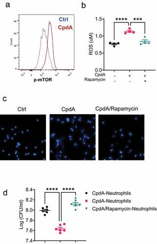 Figure 5. mTOR mediates GPR120 induction of neutrophil production of ROS and formation of NETs.