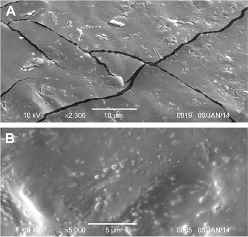 Figure 5 Scanning electron microscopy photomicrographs for ATR-ISG surface: (A) PEG-free formulation and (B) the optimized ATR-ISG formulation.