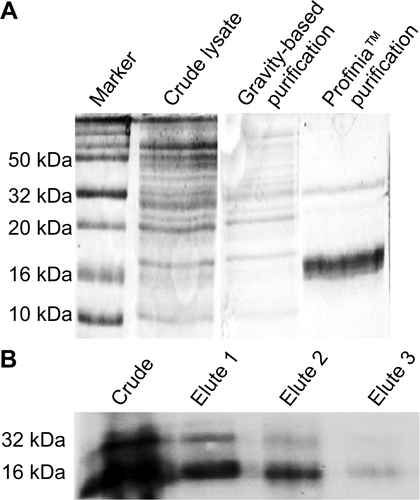 Figure S1 Isolation and purification of SR9.Notes: (A) It was determined using SDS-PAGE that a 16 kDa band of SR9 was purified using the Profinia™ purification system. (B) Western blotting confirmed presence of SR9 in the purified protein samples.Abbreviation: SDS-PAGE, sodium dodecyl sulfate polyacrylamide gel electrophoresis; SR9, cell-permeable dominant negative survivin SurR9-C84A.