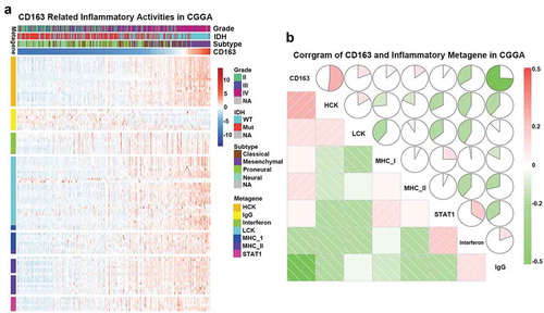 Figure 5. CD163-related inflammatory activities in CGGA database. (a) The heatmap of CD163 related inflammatory metagenes in CGGA cohort. (b) Corrgram of CD163 and inflammatory metagenes in CGGA cohort.