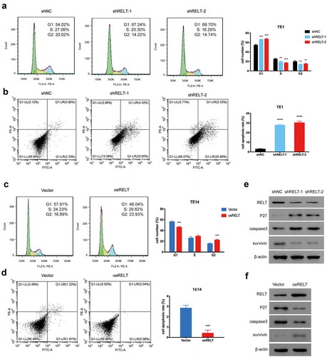Figure 3. Effects of RELT on the cell cycle and cell apoptosis. (a, b) Cell cycle distribution and the effect of RELT on cell apoptosis in the T1 cells as evaluated with flow cytometry. (c, d) Cell cycle distribution and the effect of RELT on cell apoptosis in the T14 cells as determined by flow cytometry. (e, f) The levels of RELT, p27, caspase 3, and survivin as evaluated by western blotting