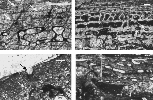 FIGURE 7 Chigutisauridae. A–B, ISIA41, humerus, showing A, lamellar bone as the primary cortical tissue with three LAGs (arrows) and resorption cavities in the perimedullary region; B, extensive secondary reconstruction as evidenced by large resorption cavities and secondary osteon (arrow); C, ISIA181/13, a rib showing lamellar bone in the outer cortex and woven fibered bone in the inner cortex. Note the irregular periosteal periphery (black arrow) and large erosion cavities (white arrow) in the perimedullary region. D, ISIA181/14, intercentrum showing a narrow cortex containing lamellar bone. All figures are of transverse sections. Scale bars equal 300 μm.