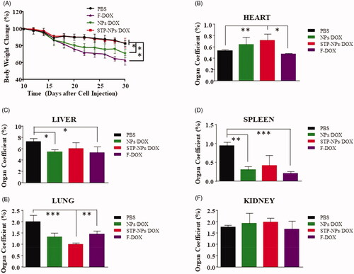 Figure 13. Body weight changes of mice and their organ coefficients. (A) Body weight changes of nude mice treated with PBS, F-DOX, NPs/DOX, and STP-NPs/DOX. The organ coefficients of (B) the heart, (C) the liver, (D) the spleen, (E) the lungs, and (F) the kidneys (n = 3, *p<.05, **p<.01, ***p<.001).