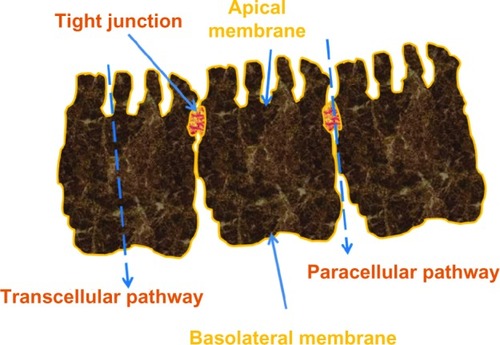 Figure 3 Paracellular, transcellular route, and tight junctions.