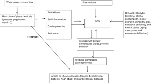 Figure 2. Formation of diseases and action of phytochemicals.[Citation6]