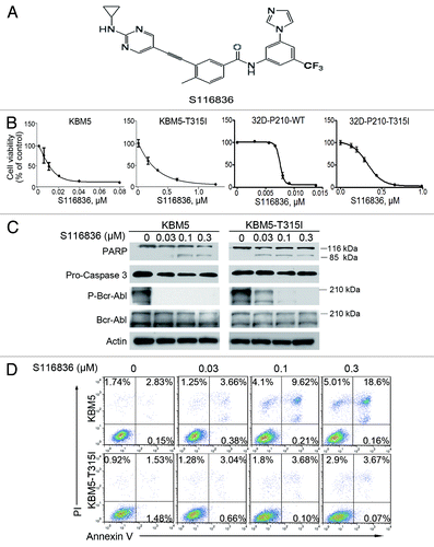Figure 1. Treatment with S116836 inhibits growth and induces apoptosis of chronic myelogenous leukemia (CML) cells. (A) Chemical structure of compound S116836. (B) Cells were treated with S116836 for 72 h, cells viability was evaluated by using MTS assay. (C) KBM5 or KBM-T315I cells were exposed to increasing concentrations of S116836 for 24 h; western blotting analysis was performed with the indicated antibodies. (D) The CML cells were exposed to escalating concentrations of S116836 for 24 h, the percentages of apoptotic cells were detected by flow cytometry after dual labeling with FITC-Annexin V and propidium iodide (PI).