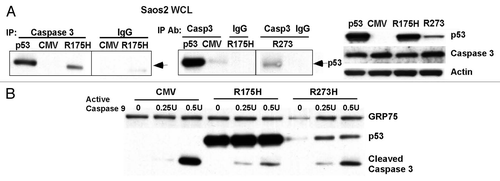 Figure 4 Mutant p53 binds to caspase-3 and inhibits the proteolytic processing of caspase-3 by active caspase-9. (A) Left: immunoprecipitates of whole cell lysate (WCL) from Saos2 cells containing temperature sensitive inducible p53 (at 32°C, wild-type conformation), CMV parental vector, the R175H mutant or the R273H mutant form of p53 with caspase-3 antibody or IgG. Western analysis was performed for p53. Right: western analysis of whole cell lysates from the cell lines indicated for the steady state level of p53, caspase-3 and actin. (B) Purified mitochondria from Saos2 cells stably expressing CMV parental vector or the R175H and R273H mutants of p53 were incubated with increasing units (U) of active caspase-9 for 30 min. Western analysis was performed using antisera specific for p53 and cleaved caspase-3.
