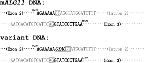 Fig. 5. Possible mechanism of GTAG insertion in the variant of mALG11 cDNA.Notes: Partial nucleotide sequences of the exon 2–intron 2 boundary region and the intron 2–exon 3 boundary region of mouse genomic clone AC117665 are shown. Black letters indicate nucleotides in the 3′-terminal region of exon 2 and the 5′-terminal region of exon 3, and gray letters indicate nucleotides in the 5′-terminal region and the 3′-terminal region of intron 2. The variant cDNA contains an extra four nucleotide insertion derived from 5′ end of intron 2 of mALG11 genomic DNA.