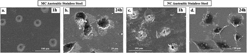 Figure 3(i). SEM micrographs of fibroblasts cultured on MC (a,b) and NC (c,d) surfaces after 1 h (a, c) and 24 h (b, d). Fibroblasts on NC surface after 1 h shows better spreading while cells on MC are round shaped. After 24 h, fibroblasts on NC exhibit extensive spreading and interconnectivity compared to MC surface [Citation7–9].