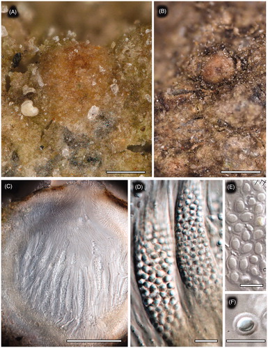 Figure 1. Thelopsis ullundoensis (KoLRI 39215 HOLOTYPUS), Korea, Ullung-do, Gyeongsangbuk-do, Ullung-gun, Sadong-ri, N37°29′34,55′′130°52′55,05′′, 612 m, on basalt, 8. 7. 2016, col. J. Halda. Photo J. Halda 2019; (A, B) thallus with ascomata; (C) vertical section of an ascoma; (D) ascus with ascospores; (E, F) ascospores, mounted in water; Scales: A, C – 100 μm, B – 500 μm, D, E, F – 10 μm.