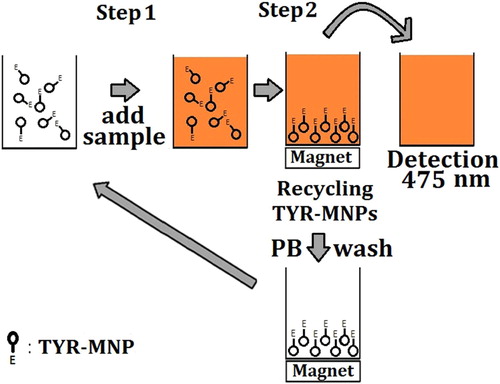 Scheme 1. Detection of ʟ-dopa and TYR-MNP recycling using the magnetic microplate.