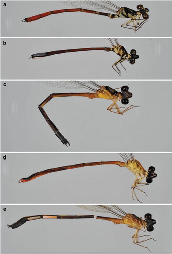 Figure 6. Males of Rhinagrion: (a) R. tricolor; (b) R. macrocephalum; (c) R. reinhardi sp. nov., holotype; (d) R. philippinum; (e) R. schneideri sp. nov., holotype.