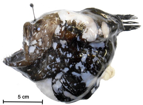 Fig. 1  Anglerfish of the Melanocetus genus from the stomach of an Antarctic toothfish captured in the Ross Sea, on 6 January 2014, from the FV Ugulan.