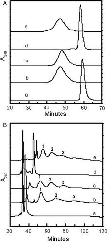 Figure 3.  Influence of loss of charge at the site of attachment of extension arm on the hydrodynamic volume (A) and of HPLC patterns (B) of Hb and of intramolecularly crosslinked Hb. Comparison of hexaPEGylated (TSC-PEG5K)6-HbA and (TSC-PEG5K)6-ααHbA with (SP-PEG5K)6-HbA by SEC (A) and HPLC (B). Curve a, Hb; curve b, (TSC-PEG5K)6-Hb; curve c, (SP-PEG5K)6-Hb; curve d, ααHb; curve e, (TSC-PEG5K)6-ααHb.