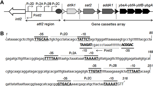 Figure 1 The functional class 2 integrons. (A) General structure of the functional class 2 integrons: Arrows indicate the coding sequences with the gene name above, triangles and circles are attC and attI recombination sites, respectively. The attI2 region and gene cassette array are indicated. Dotted vertical bars separate each gene cassette. (B) Nucleotide sequence of the attI2 region. The −35 and −10 elements of the Pc2 promoters are written in bold uppercase, and their names are indicated. The transcriptional mapped for PintI2 is indicated by a Broken Arrow and bold uppercase. The position of several nucleotides is numbered (italics).