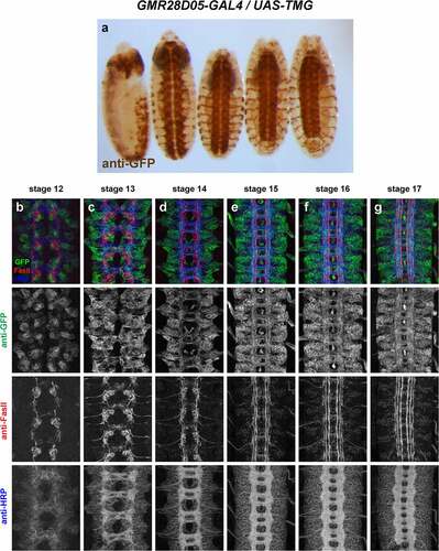 Figure 6. GMR28D05 is expressed broadly in the embryonic ventral nerve cord.