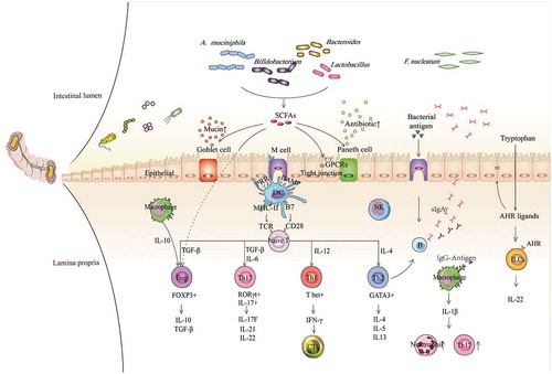 Figure 1. Contributions of gut commensal bacteria and their metabolites to the host immune system. Based on the function of antigen-presenting cells, such as DCs, NK cells, and macrophages, commensal bacteria mediate the differentiation of naïve CD4 + T cells into different subgroups, such as T-bet+ Th1 cells, GATA3+ Th2 cells, RORγt+ Th17 cells, and FOXP3+ Tregs, which further contribute to different immune modulation responses, and the production of various cytokines, such as TGF-β, IFN-γ and ILs. Immune regulation can be mediated not only by bacteria but also by their metabolites, especially SCFAs and AHR ligands, exerting functions by binding GPCRs and AHR on the surface of epithelial cells and immune cells, respectively, which subsequently contribute to augmented epithelial barrier function and improved gut immune tolerance. Conversely, some immune cells and epithelial cells can also mediate the balance of bacteria by secreting antibacterial substances, such as B cells secreting IgA, Goblet cells secreting mucins and Paneth cells secreting antimicrobial peptides, etc. Overall, microbiota-immune cross-talk contributes to gut homeostasis by forming a relatively stable feedback loop. SCFAs, short-chain fatty acids; AHR, aromatic hydrocarbon receptor; GPCRs, G protein-coupled receptors; TCR, T cell receptor; PRR, pattern recognition receptor; DAMP, damage-associated molecular pattern; MHC-II, major histocompatibility complex II; B7, B7.1(CD80)/B7.2(CD86); DC, dendritic cell; NK, natural killer cell; NE, neutrophil; Treg, regulatory T cell; CTL, cytotoxic T lymphocyte; ILC, innate lymphoid cell; IFN-γ, interferon-γ; TGF-β, transforming growth factor; and IL, interleukin.