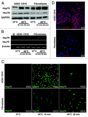 Figure 2. Expression and localization of Hsp70 and Hsc70 proteins in hESCC910 and their differentiated progeny. hESC and differentiated fibroblast-like cells were subjected to mild (45°C, 10 min) or severe (45°C, 30 min) heat-shock, recovered for 3 h under normal conditions and assayed by immunoblot-blot (A), RT-PCR (B) and immunofluorescence. (C and D). (C) Antibodies to Hsc70 visualize Hsc70 protein on the surface of hESC 910 but not the differentiated derivates. Living cells were first treated with antibodies to Hsc70, than fixed and treated with secondary antibodies. (D) Cells were fixed, permeabilized and then treated with antibodies to Hsp70. Heat shock induced Hsp70 translocation into the nucleus in both cell types. Note the reduced number of Hsp70-positive cells in hESC 910 culture after severe heat shock.