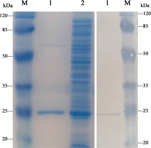 Figure 2. SDS-PAGE and Western blotting images of mPPARα-LBD*.Left: M, protein molecular weight marker; 1, purified recombinant protein; 2, induced supernatant protein (unpurified). Right: 1, recombinant mPPARα-LBD*; M, protein molecular weight marker.