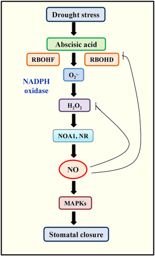 Figure 5. Schematic model showing the regulation of NO in the stomatal closure during the drought stress. In dessicated environment, the accumulation of ABA was induced by the activation of NADPH oxidases and RBOHD and RBOHF(Respiratory burst oxidase homolog D and F) which can triggers the increased level of H2O2 leading to the NO production. NO can activate MAPK signaling cascade which results in closing of stomata.
