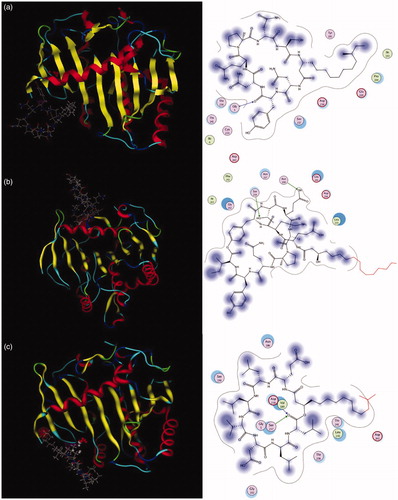 Figure 8. Interactions between key amino acids in (a) lipase and iturin, (b) fengycin, or (c) surfactin were investigated by in silico modelling.