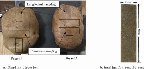 Figure 4. Sampling direction and tensile sample of potato.