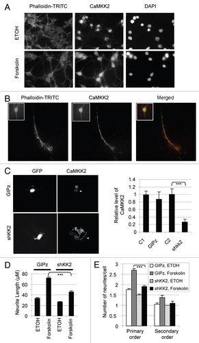 Figure 4 The endogenous CaMKK2 protein is localized in neurites and is required for forskolin-induced neurite growth in B35 cells. (A) B35 cells were treated with ethanol or 15 µM of forskolin for 12 h, fixed and incubated with Phalloidin-TRITC (left part), anti-CaMKKβ (CaMKK2, middle part) or DAPI (right part), and images collected through the respective filters as detailed in Methods. Magnification: 20x objective. (B) Distribution of CaMKK2 protein in the neurites of B35 cells treated with forskolin for 12 h. Images of Phalloidin-TRITC (left) and anti-CaMKKβ-stained (middle) neurites are merged into one (right), in red and green, respectively. Magnification: 100x objective. Images of the cell body staining are in the box at the upper-left corner of each image. (C–E) Effect on forskolin-induced neurite growth by RNA interference of the expression of the endogeneous CaMKK2 gene. At the left of (C) are representative images of the cells transfected with the vector pGIPz(-GFP) or the CaMKK2 shRNA plasmid shKK2(-GFP), as indicated. The dotted line marks the boundary of the GFP positive cell. The white arrowheads point to the GFP expressing cells. At the right is a bar graph of the relative levels of the CaMKK2 immunostaining intensities in control non-GFP cells (taken as the base level 1.0, C1 and C2 for GIPz and shKK2 plasmids, respectively) and in GFP positive (GIPz and shKK2 transfected) cells as indicated (mean ± SEM, n = 8 and 10 pairs, respectively). In (D and E) are the neurite lengths and branches per cell (mean ± SEM), respectively.