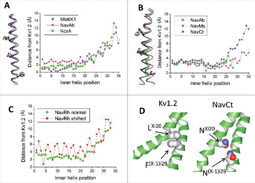 Figure 2. 3D Alignment and alpha carbon deviations in the inner helices. A, Inner helices in the closed channels MlotiK1, NavAb and KcsA. The channels are 3D aligned against the reference structure of the open Kv1.2 channel. Residues in positions i21, i20 and i29 (sticks) have the same orientations. Deviations of alpha carbons in the closed-state structures from the open-state Kv1.2 structure are small in positions i1 – i14 and steadily increase in positions i15 – i35, which are C-terminal to the gating-hinge residue. B, Inner helices in the open channels NavAb, NavMs and NavCt. The channels are 3D aligned against the reference structure of the open Kv1.2 channel. Residues in positions i21, i20 and i29 (sticks) have the same orientations. Deviations of the inner helix alpha carbons in the sodium channels from the open-state Kv1.2 are small in the N-halves of the helices. In the C-halves, the deviations increase (especially for the NavCt channel) due to variable aperture of the inner pore at the activation gate region. C, Deviations of the inner helix alpha carbons from the reference Kv1.2 structure for the NavRh channel calculated using the conventional (normal) sequence alignment (Fig. 1A) or an artificial alignment where the entire NavRh sequence is shifted one position right vs. Kv1.2. The shift results in large oscillations in the deviation plot. D, Intersubunit contacts between residues in positions Xi20 and (X-1)i29 in Kv1.2 and NavCt. Despite different nature and rather different mutual dispositions of the residues in positions i20 and i29, they have similar orientations and form open-state contacts Xi20: (X-1)i29.