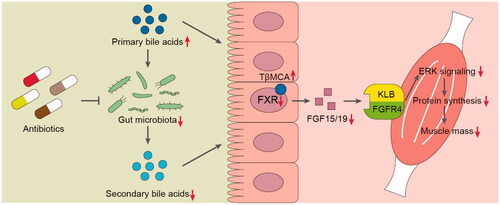 Figure 6. A proposed molecular mechanism of crosstalk between gut microbiota and host skeletal muscle via FXR-FGF15/19 signalling in mice.