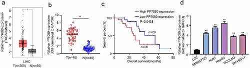 Figure 1. LncRNA PP7080 is highly expressed in HCC and suggests a poor survival prognosis