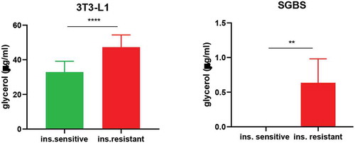 Figure 6. Basal lipolysis is increased in insulin resistant 3T3-L1 and SGBS. Data representative of n = 3 experiments. ** indicates p < 0.01, *** indicates p < 0.005, **** indicates p < 0.001