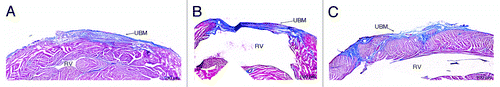 Figure 10. Histological examination of UBM patches using Masson’s Trichrome at 4 (A), 8 (B), and 16 (C) weeks after implantation. Cell presence is evident at all time points. (A–C) The patches had decreased in thickness at 8 weeks, but were similar to surrounding native tissue at 4 and 16 weeks. By 16 weeks, the UBM patches appeared to be completely degraded and replaced with native tissue. (C) Scale indicates 100 µm.