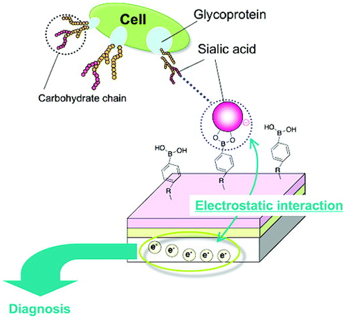 Figure 2. Potentiometric SA detection at cell membrane using PBA modified electrode. Reprinted from Ref. [Citation60] with permission. © 2009, American Chemical Society.