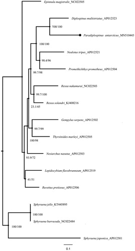 Figure 1. Phylogram showing the phylogenetic relationship of Scombroidei based on themitogenome. The values on nodes indicate the results of SH-aLRT and ultrafast bootstrap tests with 10,000 replicates, respectively.