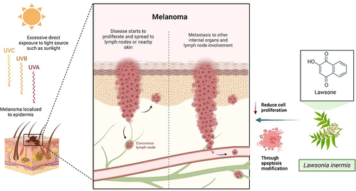 Figure 5 Anti-proliferative effect of lawsone on melanoma cancer cells. Excessive exposure to ultraviolet (UV) radiation, specifically UVA, UVB, and UVC, is a significant risk factor for the development of melanoma. Melanoma is the most aggressive and rapid-growing form of skin cancer. By modifying apoptosis, lawsone is believed and demonstrated to be able to decrease the proliferation of cancer cells. Created with Biorender.com.