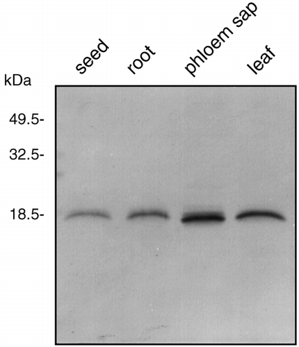 Figure 4  Immunoblot analysis of proteins from rice phloem sap, rice leaves, rice seeds and rice roots. Proteins from rice seeds (0.6 µg), rice roots (0.6 µg), rice phloem sap (0.6 µg) and rice leaves (0.6 µg) were subjected to sodium dodecylsulfate–polyacrylamide gel electrophoresis separation and immunoblotted with antiserum directed against spinach calmodulin, which was diluted to 1:3,000.