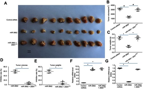 Figure 7 miR-3662 inhibits the subcutaneous growth of A375 cells. A375 cells transfected with control miRNA, miR-3662, or miR-3662+ ZEB1Mut were seeded into nude mice to form subcutaneous tumors. (A) Representative image of subcutaneous tumors, (B) volume of subcutaneous tumors and (C) weight of subcutaneous tumors. (D, E) Inhibition rates were calculated by tumor volume (D) or tumor weight (E) RNA levels of miR-3662 and ZEB1 were shown in Figure 7G. The RNA levels of miR-3662 (F) and ZEB1 (G) were shown as scatter diagrams in Figure 7F and G. *P<0.05.