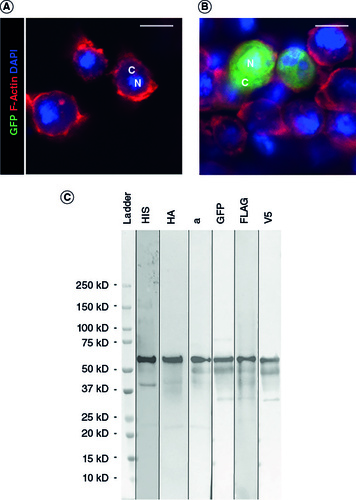 Figure 3. Expression and detection of pJoseph2 using Drosophila S2 cells. S2 cells were either (A) untreated or (B) transfected with pAHW/Joseph2, fixed, and stained with fluorescently labeled Phalloidin (to detect F-actin, red) and DAPI (blue). These fluorophores, plus endogenous GFP signal, were detected by confocal microscopy. Bar 5 μm. (C) Lysates from S2 cells transfected with pAHW/Joseph2 were separated by SDS-PAGE, transferred to a nitrocellulose membrane, and reacted with antibodies recognizing the indicated epitopes. In all cases, a band of approximate apparent MW of ∼55kD was specifically recognized.C: Cytoplasm; DAPI: 4′,6′-Diamidino-2-phenylindole dihydrochloride; GFP: Green fluorescent protein; N: Nucleus; S2: Schneider's line 2 cells.