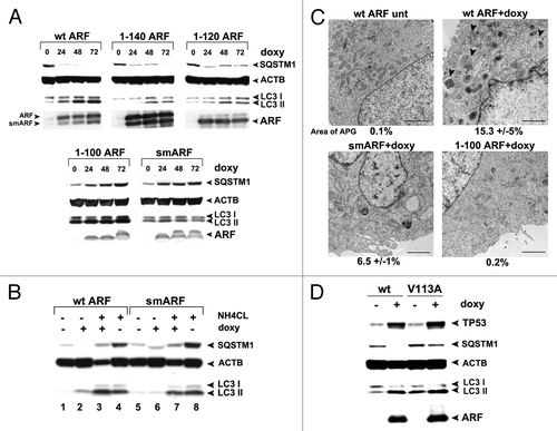 Figure 3. The murine ARF autophagy domain maps to amino acids 100 to 120. (A) Western blot analysis of U2OS-ARF cells containing the deletion mutants indicated, untreated or treated with doxycycline (doxy, 0.1 μg/ml) for the indicated time points (hours). Degradation of SQSTM1/p62 (SQSTM1) and accumulation of LC3-II (bottom LC3 band) are indicators of autophagy induction. Actin (ACTB) is included as a loading control. The data depicted are representative of three independent experiments, for multiple clones of each mutant. (B) Western analysis of the level of SQSTM1 and LC3-I and -II following cessation of autophagic flux with 10 mM NH4Cl. Note that whereas wt ARF induces increased LC3-II, above that which accumulates following NH4Cl (compare lanes 4 and 3), there is no increase in LC3-II in smARF-induced cells (compare lanes 8 and 7). (C) Electron microscopy of U2OS-ARF cells containing wild-type ARF (wt) or the deletion mutants indicated, untreated (unt) or treated with doxycycline (0.1 µg/mL) for 48 h. The arrowheads point to autophagic vesicles that appear following ARF induction. The average area of autophagosomes, calculated with ImageJ software, is indicated below each panel. The data depicted are representative of three independent experiments, in multiple independent clones of each mutant. Scale bar: 500 nm. (D) Western blot analysis of U2OS-ARF cells containing wild type ARF (wt) or the valine-to-alanine mutant at codon 113 (V113A), untreated or treated with doxycycline (doxy, 0.1 μg/ml) for 24 h. Degradation of SQSTM1 and accumulation of LC3-II are indicators of autophagy induction. Actin (ACTB) is included as a loading control. The data depicted are representative of three independent experiments.