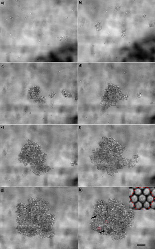 Figure 3.  Development of a 2-D chondrocyte aggregate: (a) 10 s, (b) 20 s, (c) 30 s, (d) 1 min, (e) 2 min, (f) 3 min, (g) 4 min and (h) 5 min after ultrasound initiation. Scale bar is 100 µm. The few voids of the aggregate are shown with arrows in (h), while the hexagonal order of the aggregate is depicted in the zoom-in image shown on the top right-hand part of (h). This Figure is reproduced in colour in Molecular Membrane Biology online.