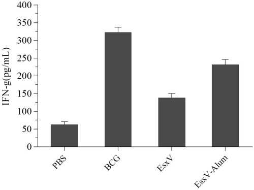 Figure 3. IFN-γ release from splenic lymphocytes of immunized mice.