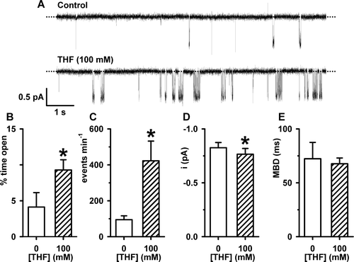 SI Figure 1.  THF increases the opening rate of the ▵R-S660A-CFTR Cl− channel. (A) Representative recordings show the single-channel activity of ▵R-S660A-CFTR in an excised inside-out membrane patch from a C127 cell. The upper and lower traces were recorded in the absence and presence of THF (100 mM), respectively, in the intracellular solution; ATP (1 mM) was continuously present in the intracellular solution. Voltage was −50 mV and there was a large Cl− concentration gradient across the membrane patch ([Cl−]internal=147 mM; [Cl−]external=10 mM). The dotted lines indicate where channels are closed and downward deflections of the traces correspond to channel openings. (B, C, D and E) Percent time open, events per min, i and MBD of ▵R-S660A-CFTR in the absence and presence of THF (100 mM). For percent time open, events per minute and MBD columns and error bars are means + SD (n=2), for i columns and error bars are means + SEM (n=5). The asterisks indicate values that are significantly different from control values (p<0.05).