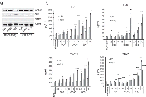 Figure 6. NB-derived exosomes stimulate the production of cytokines and chemokines by MSCs. (a) Western blot (4 µg/lane) analysis of the three preparations used in (b). (b) MSCs (3 × 104/well in 100 µl of serum-free culture medium) were exposed for 24 h to indicated amount of NB-derived duc100kEVs, odgcEVs and secEVs as shown in Figures 3 and 4. The culture medium was then analysed for the presence of IL-6, IL-8/CXCL8, MCP-1/CCL2, and VEGF by ELISA. The data represent the mean (±SD) values in pg/ml of triplicate samples from one experiment and are representative of two independent experiments showing similar results. The p-values are between untreated (MSCs only) and exosome-treated MSCs. ****p < 0.0001, ***p < 0.001, **p < 0.01 and *p < 0.05.