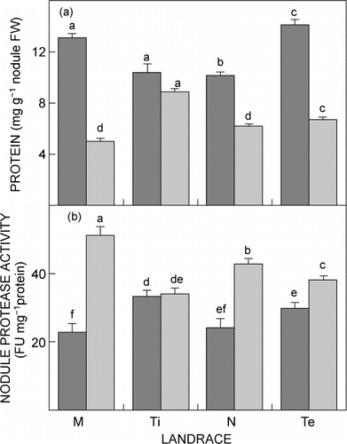 Figure 3: Effect of drought stress on (a) nodule protein content and (b) nodule protease activity of landraces Massava nhassenje (M), Timbawene moteado (Ti), Namarua (N) and Tete 2 (Te) grown for two weeks under well-watered conditions (closed bars) or drought conditions (open bars) in a temperature-controlled greenhouse. Bars represent the mean biomass ± SE of four individual plants of each landrace. Different letters indicate values that differed significantly at p ≤ 0.05