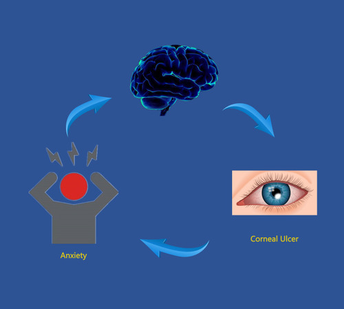 Figure 4 Relationship between MRI images and CU.