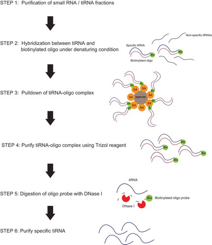 Figure 1. Flowchart of endogenous tiRNA purification in this study.