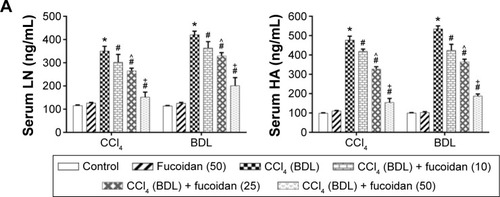 Figure 2 Effect of fucoidan on ECM in liver fibrosis.